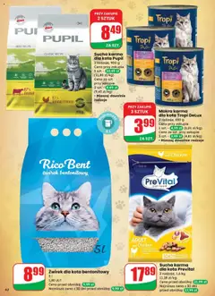 Dino Gazetka od 16.07.2025 | Strona: 62 | Produkty: Żwirek dla kota, Karma dla kota, Żwirek bentonitowy