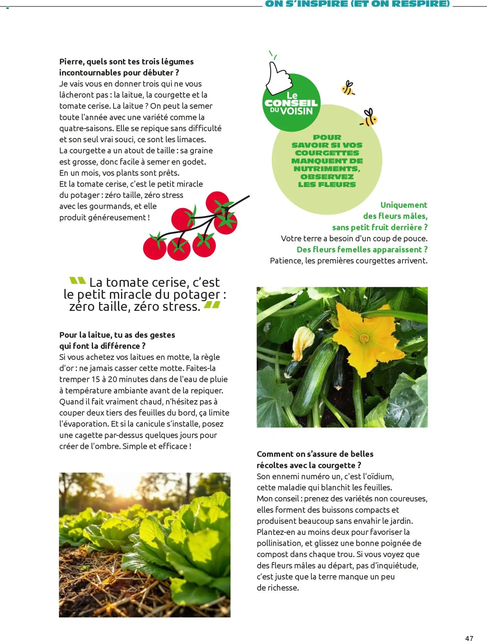 {H1} | Page: 47 | Produits: Règle, Courgette, Laitue