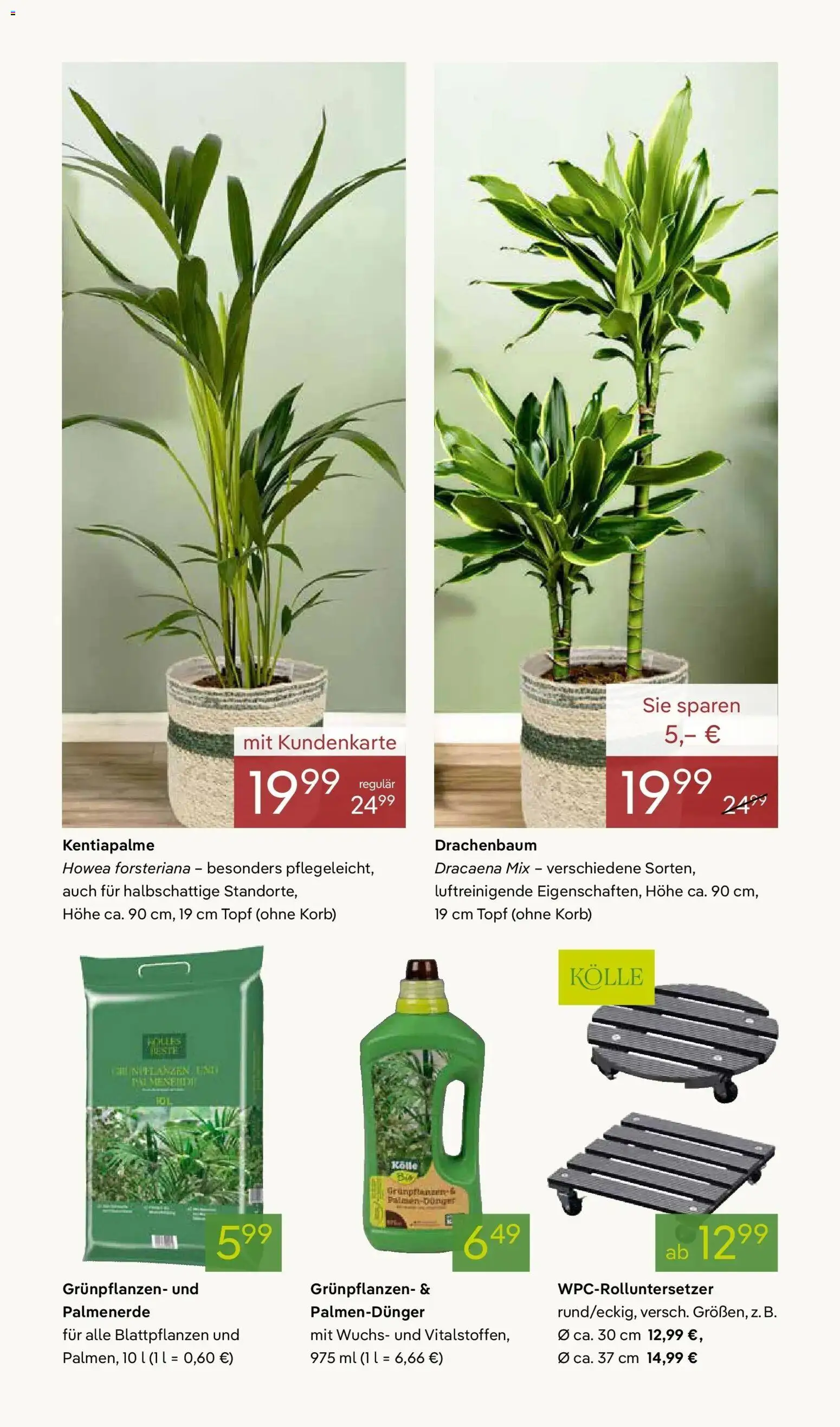 Pflanzen-Kölle - Pflanzen-Kölle: Valentinstag – gültig ab 08.02.2026 | Seite: 7