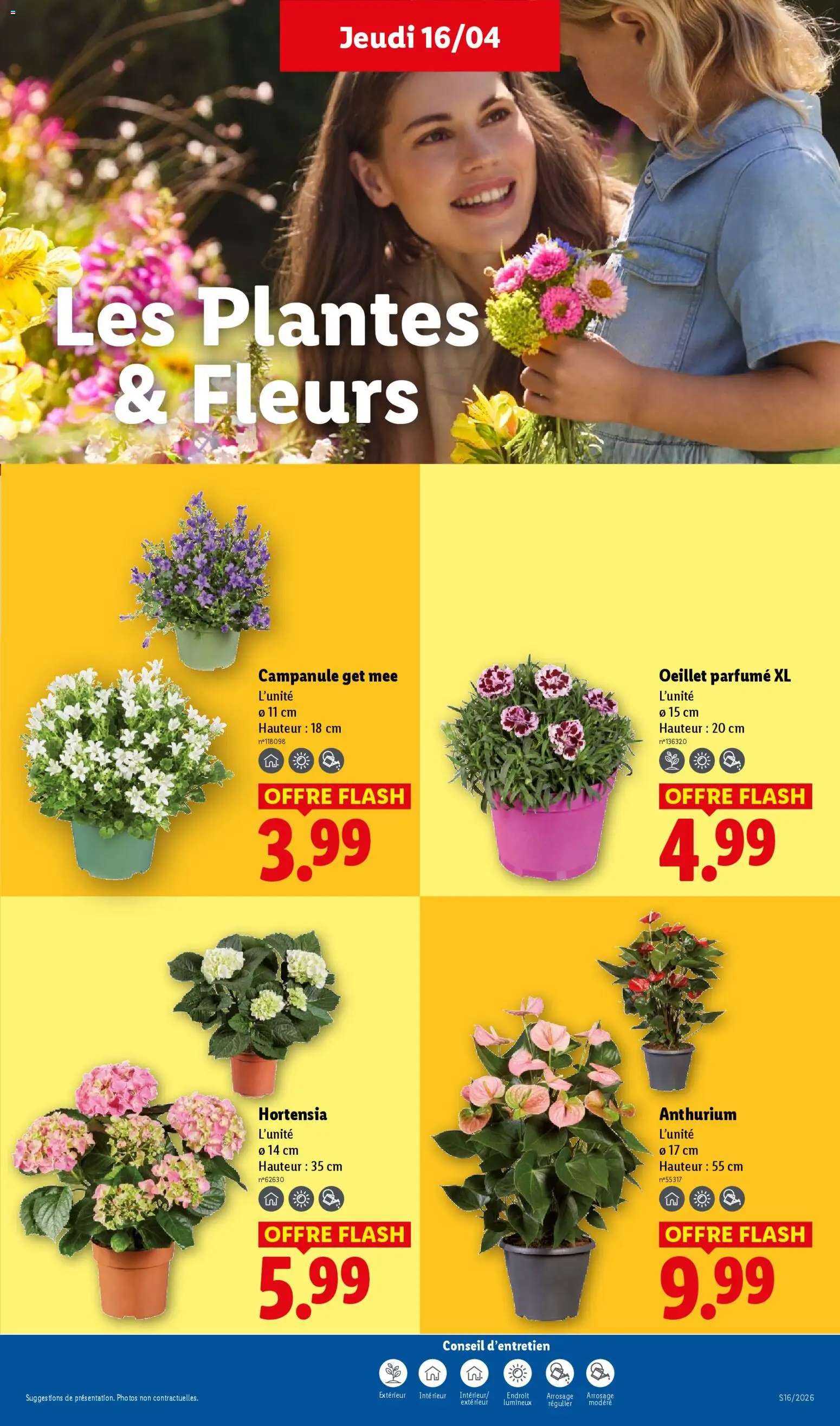 {H1} | Page: 25 | Produits: Hortensia, Plantes, Oeillet parfumé