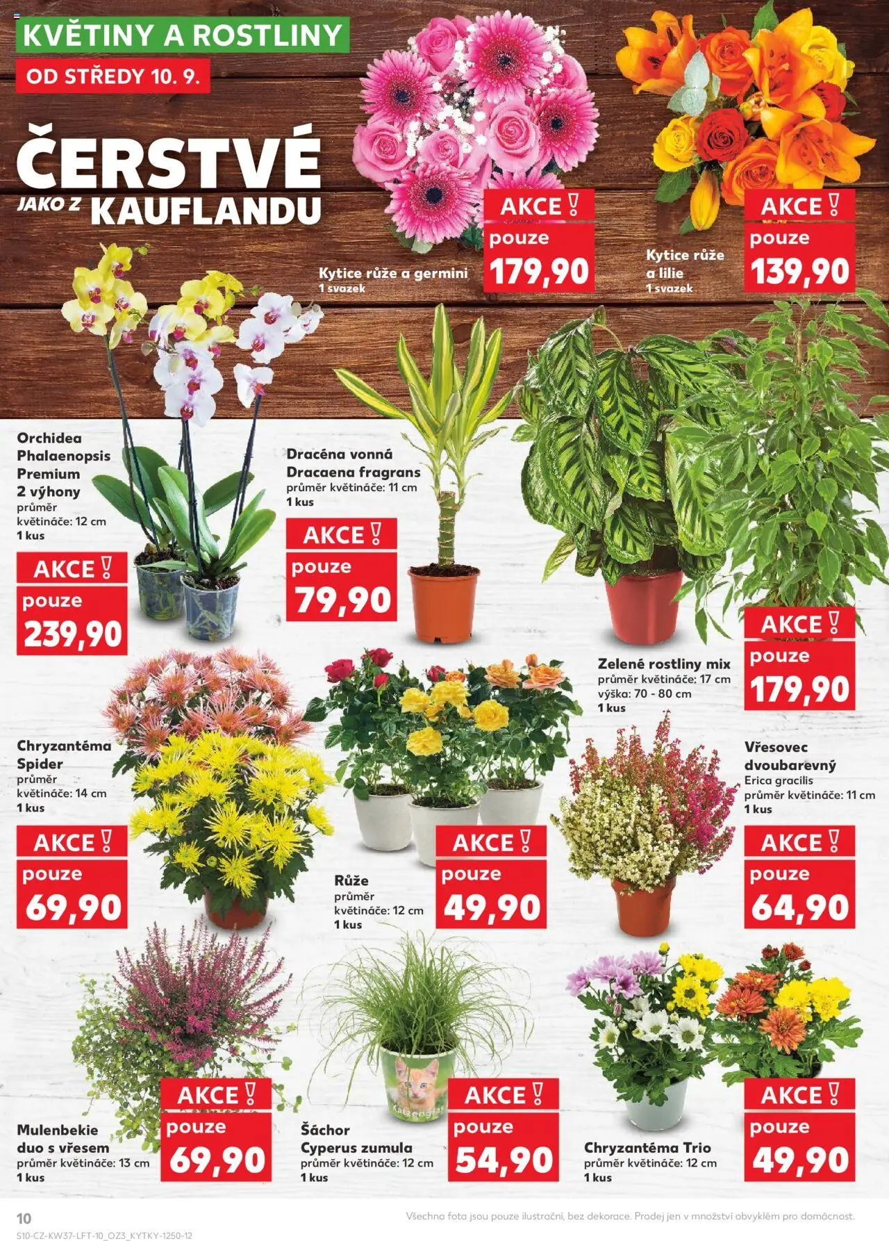 Kaufland leták od 10.09.2025 | Strana: 10 | Produkty: Květináče, Rostliny, Kytice, Květiny
