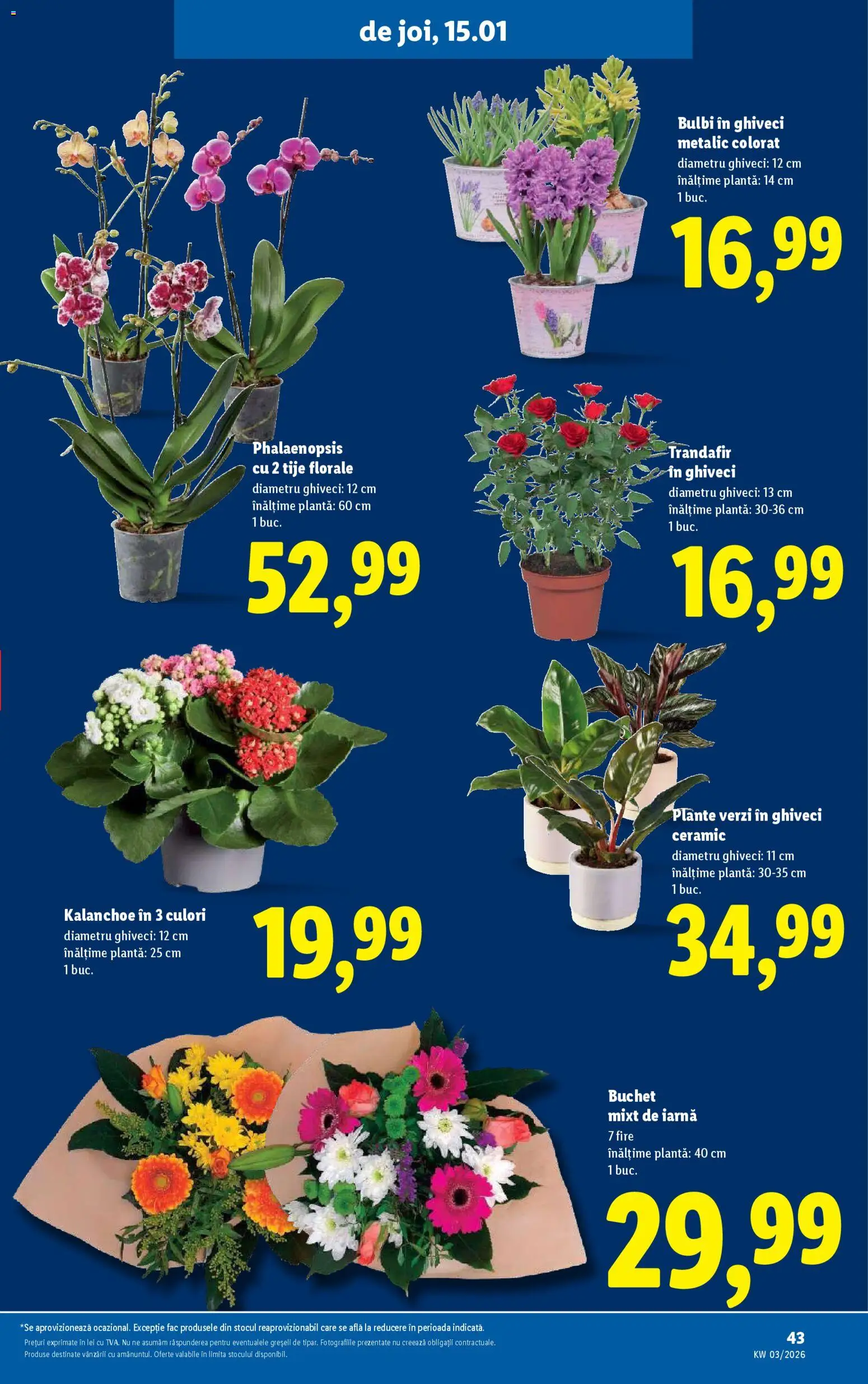 Noul catalog Lidl – valabil de la 12.01.2026 | Pagină: 43 | Produse: Trandafir, Ghiveci