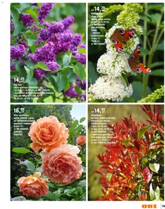 Pogląd oferty "OBI gazetka - Ogród" - ważna od 11.03.2026 | Strona: 93 | Produkty: Róż, Kwiaty
