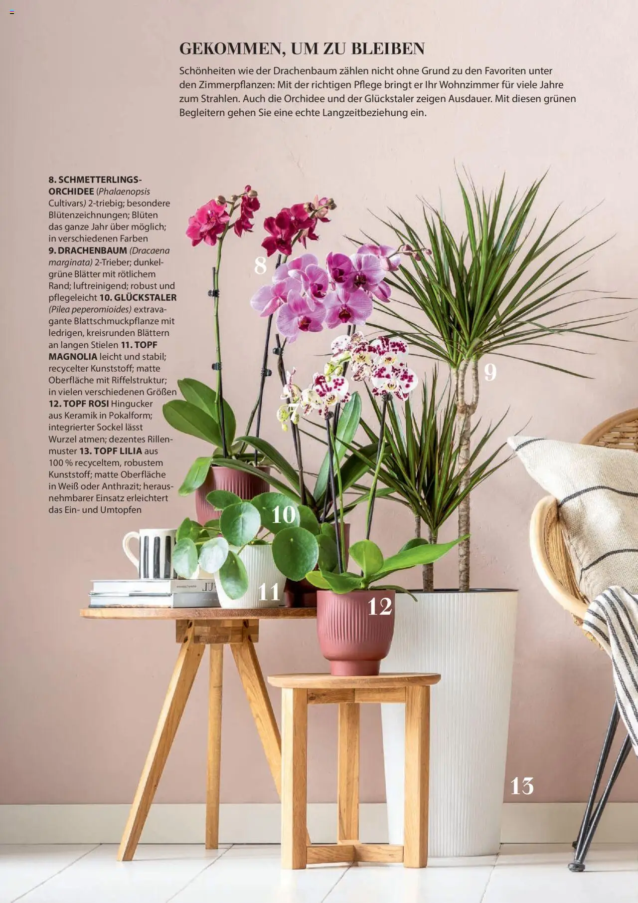 Dehner Prospekt - Deine Natur – gültig ab 23.04.2025 | Seite: 79 | Produkte: Orchidee