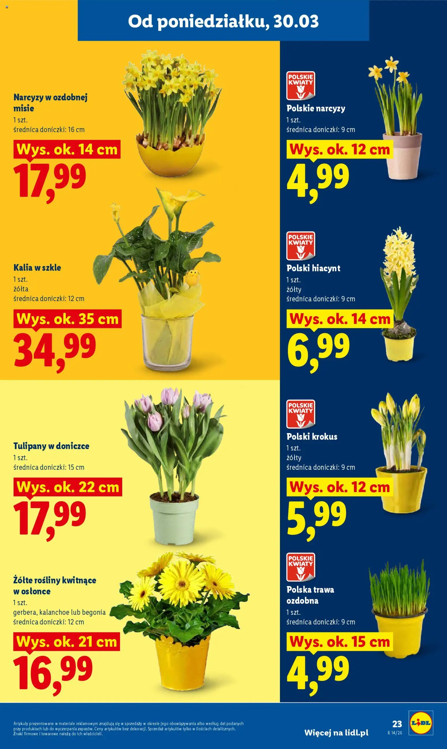 Lidl Polsko leták od 30.03.2026 | Strana: 23 | Produkty: Kalanchoe, Tulipány