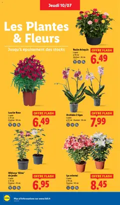  | Page: 28 | Produits: Rosier, Laurier Rose, Plantes, Orchidée