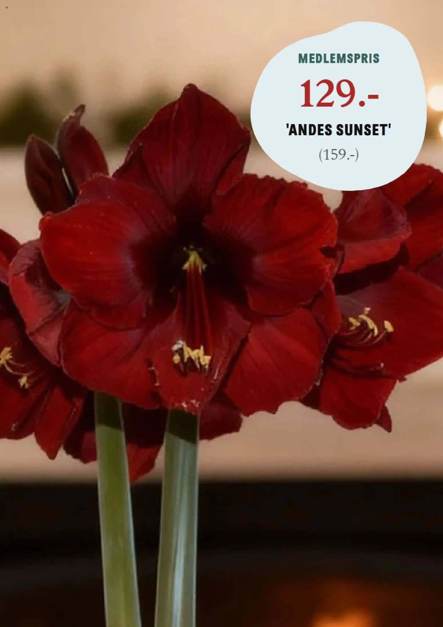 Blomsterlandet reklamblad aktuell från 24.11.2025 | Sida: 7