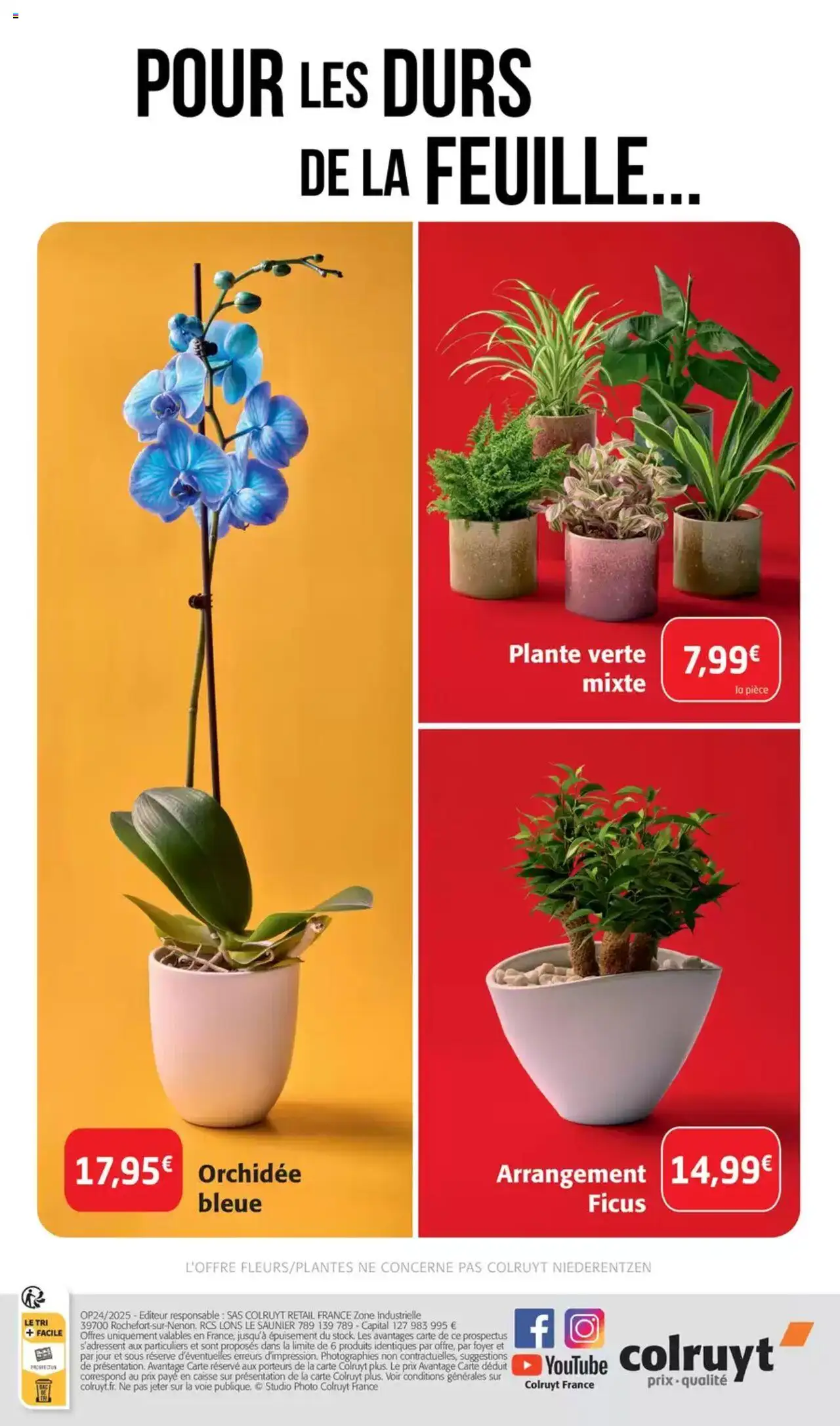  | Page: 8 | Produits: Plante verte, Orchidée