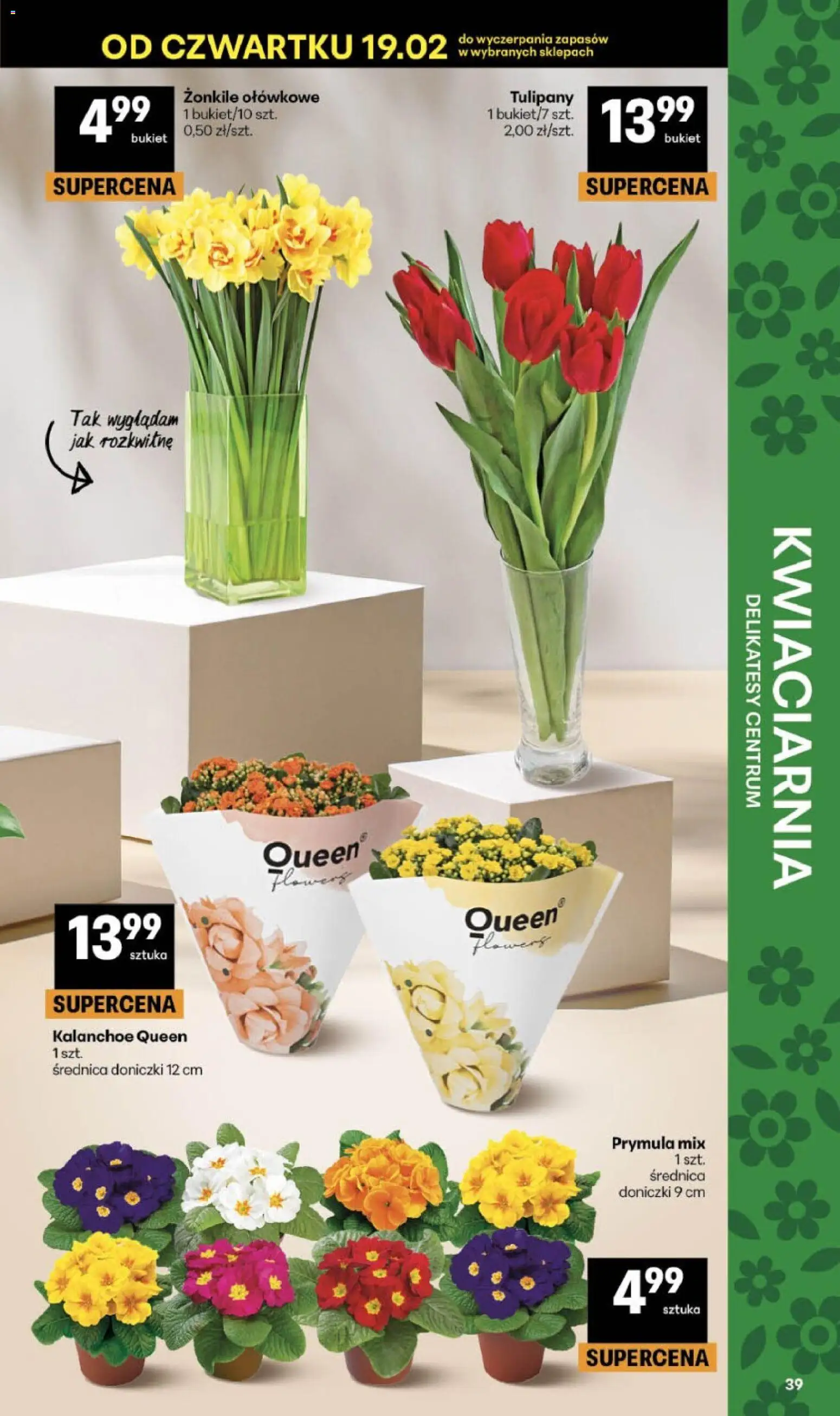 Delikatesy Centrum Gazetka od 19.02.2026 | Strona: 39 | Produkty: Delikatesy, Doniczki, Kalanchoe, Tulipany