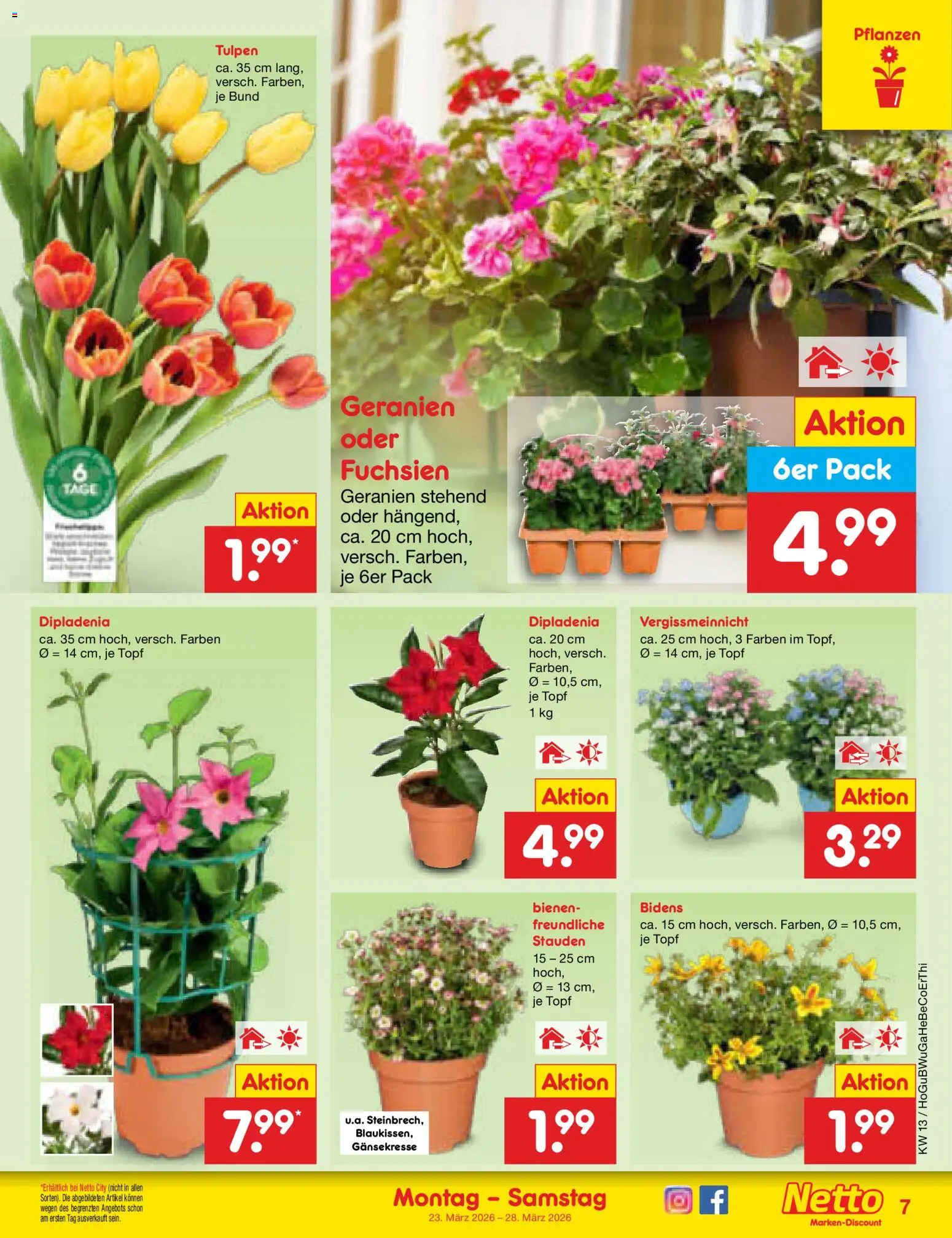 Netto Marken-Discount Prospekt 	 – gültig ab 23.03.2026 | Seite: 7 | Produkte: Geranien