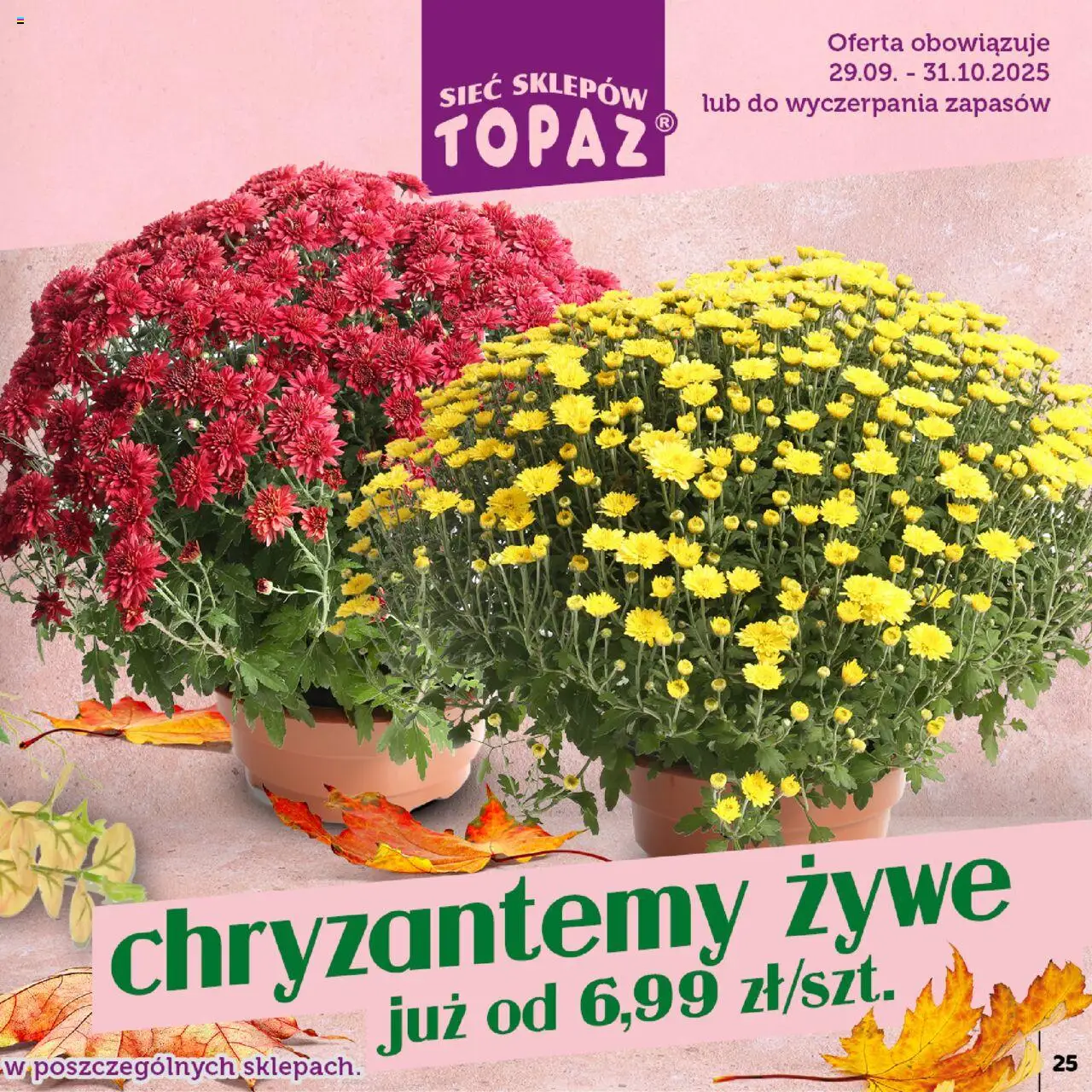 Topaz Gazetka - Znicze wkłady od 29.09.2025 | Strona: 25 | Produkty: Chryzantemy