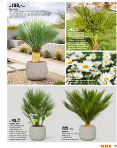 Pogląd oferty "OBI gazetka - Ogród" - ważna od 11.03.2026 | Strona: 87 | Produkty: Juka