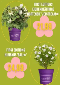 Blumen Risse Prospekt 	 – gültig ab 03.09.2025 | Seite: 5 | Produkte: Hortensie