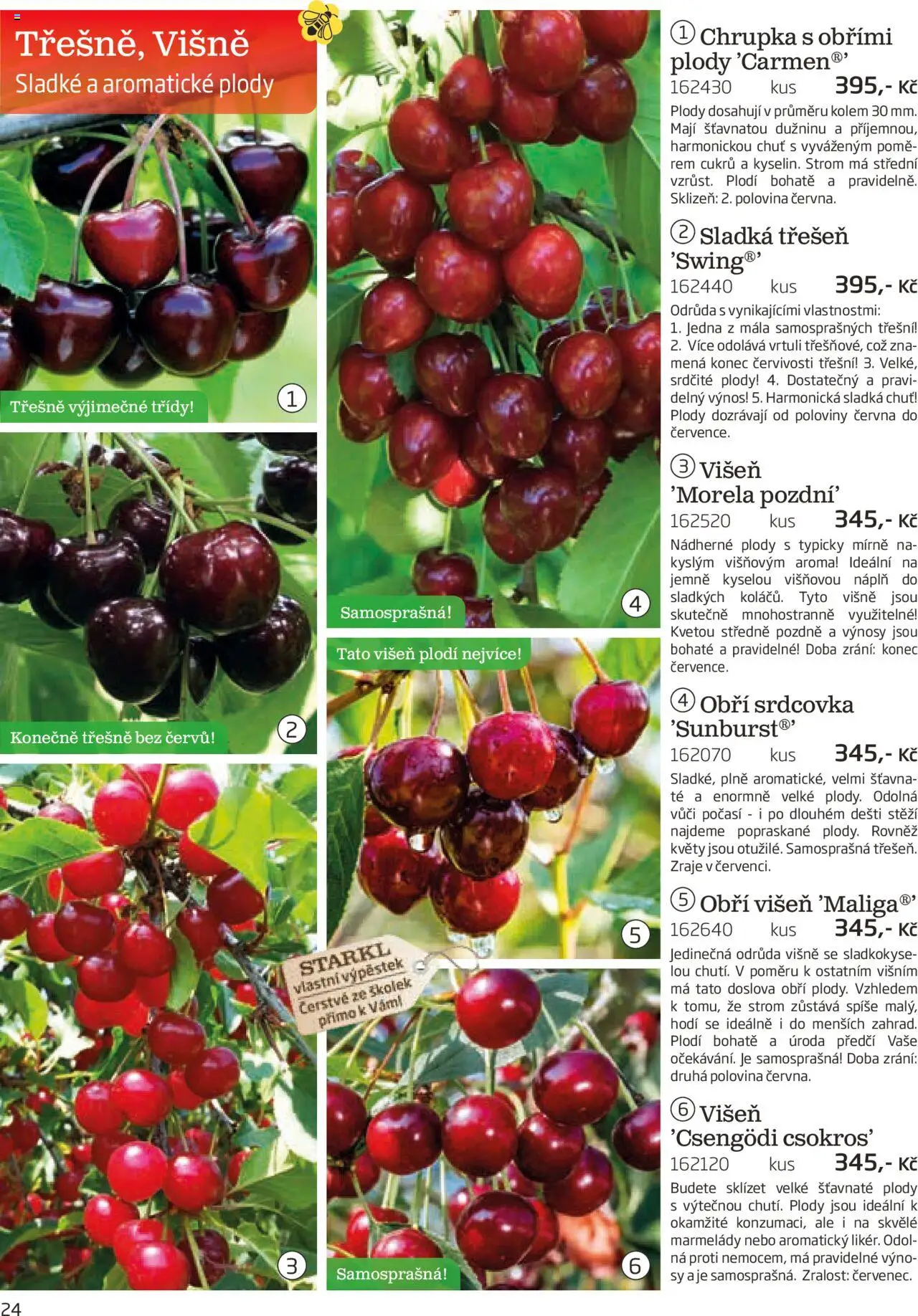 Starkl katalog podzim 2025 od 01.08.2025 | Strana: 24 | Produkty: Třešně