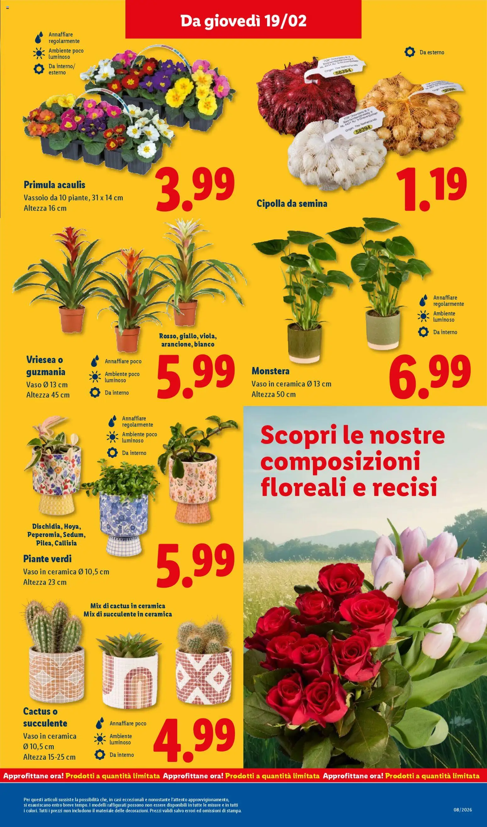 Volantino Lidl del 16.02.2026 | Pagina: 47 | Prodotti: Cactus, Vassoio, Vaso
