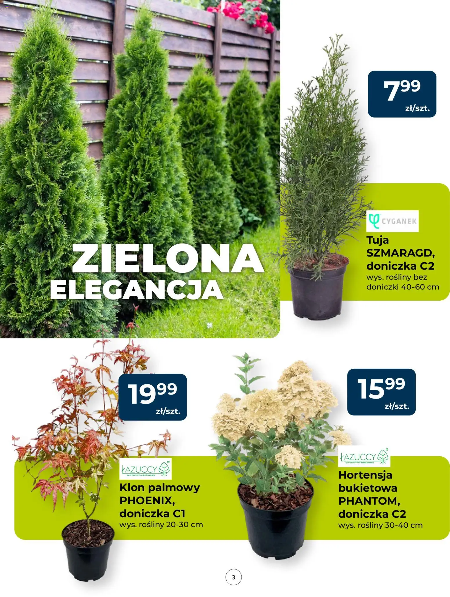 Mrówka gazetka od 09.04.2026 | Strona: 3 | Produkty: Klon palmowy, Doniczka, Rosliny, Doniczki