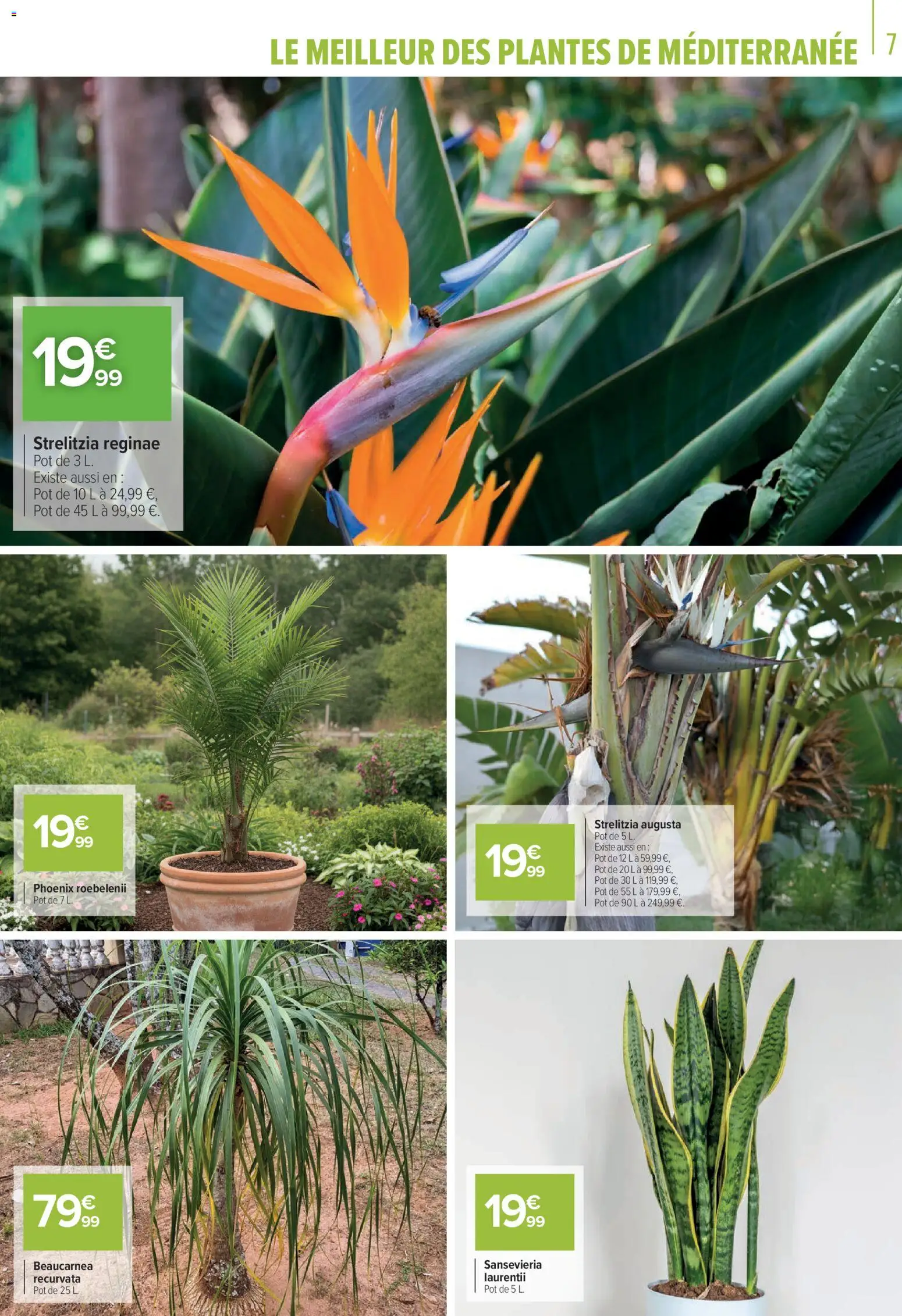 {H1} | Page: 7 | Produits: Plantes