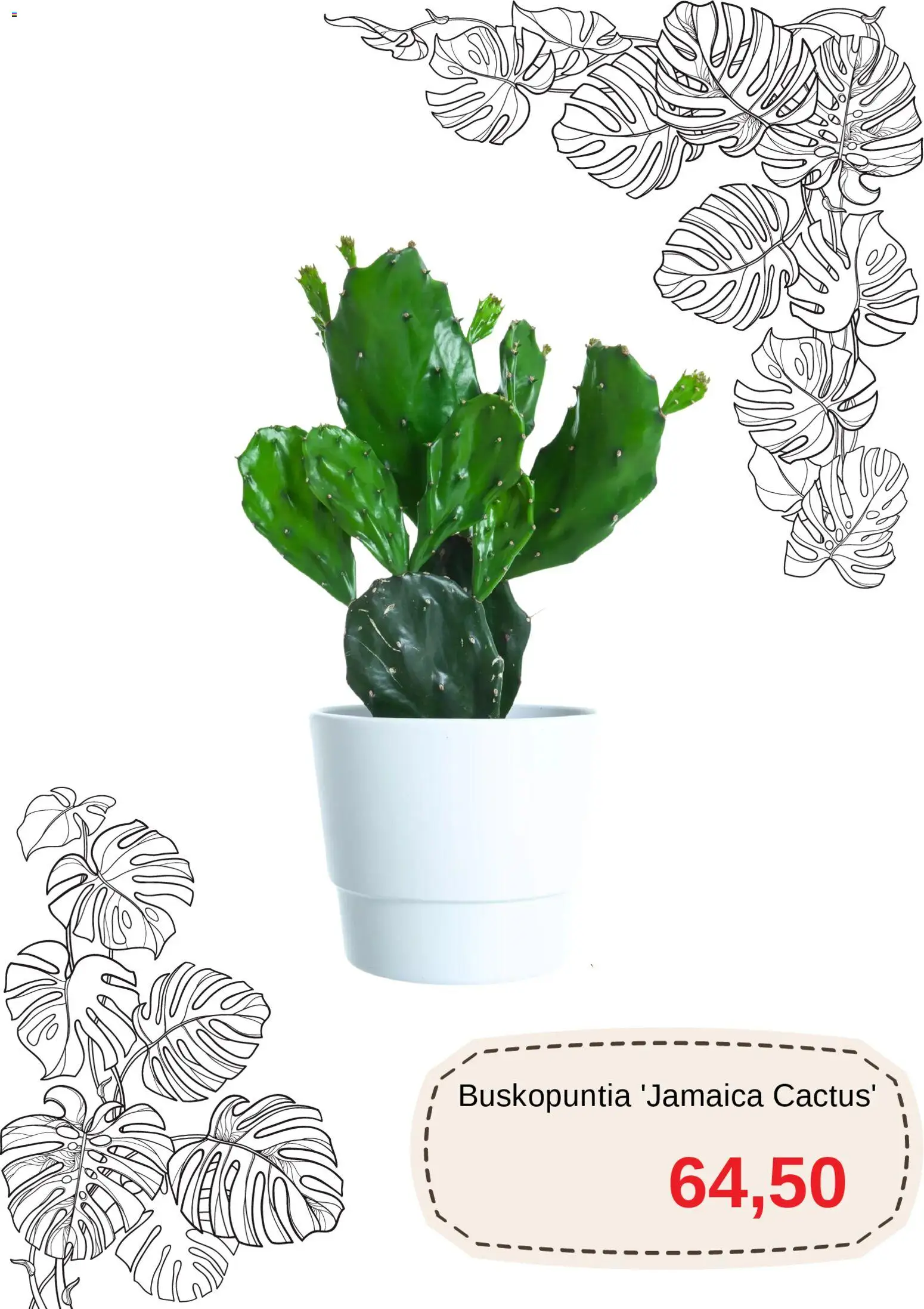 Blomsterlandet reklamblad aktuell från 15.01.2026 | Sida: 8