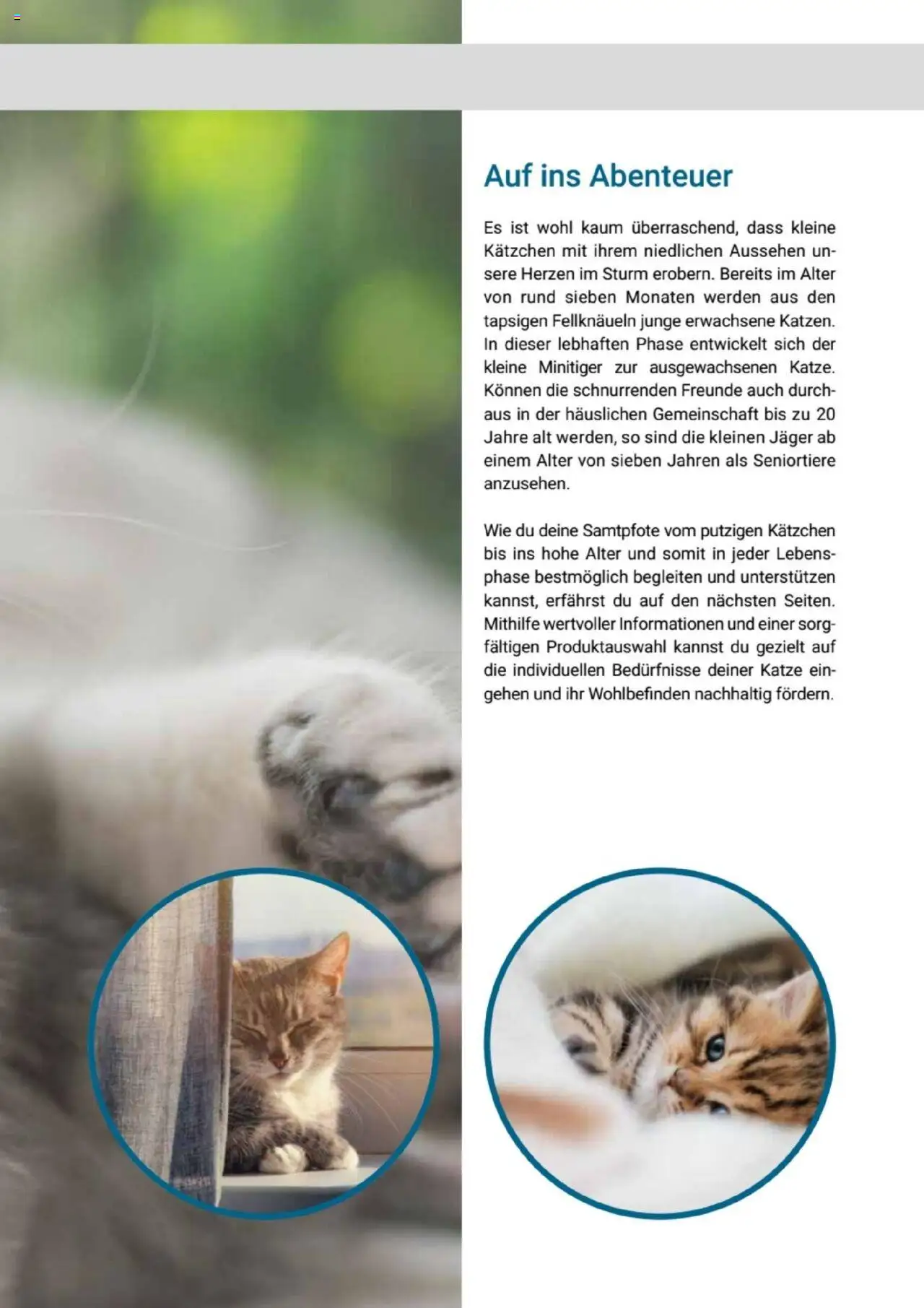 zookauf Themenkatalog Katze – gültig ab 01.10.2025 | Seite: 5