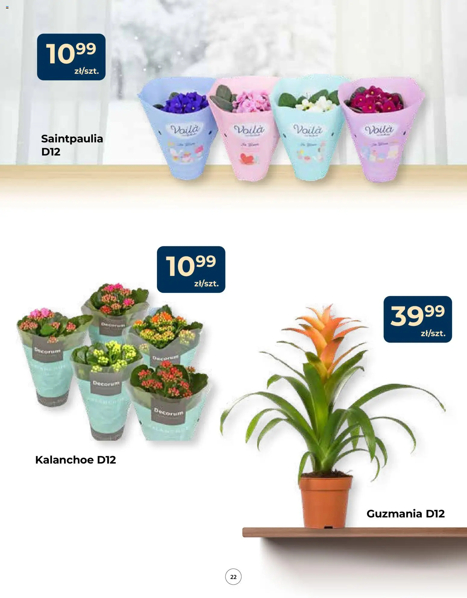 Mrówka Gazetka od 15.01.2026 | Strona: 22 | Produkty: Kalanchoe