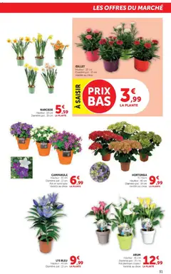 Super U - Prévisualisation de Super U - Le jardin à prix bas valide à partir de 17.02.2026 | Page: 31 | Produits: Hortensia