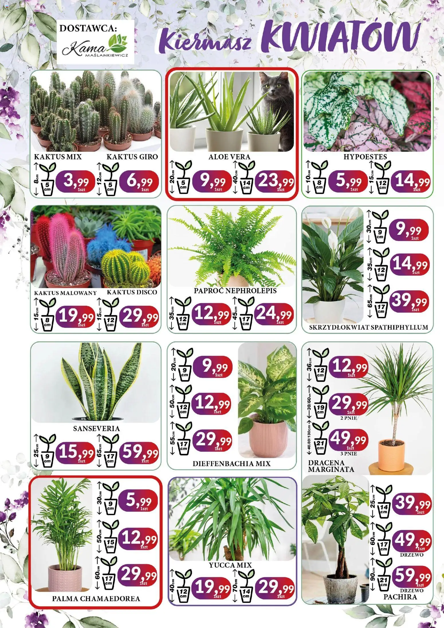 E.Leclerc Gazetka - Radom od 16.02.2026 | Strona: 2 | Produkty: Paproć