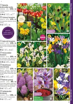 Starkl katalog podzim 2025 od 01.08.2025 | Strana: 55 | Produkty: Koření, Šafrán