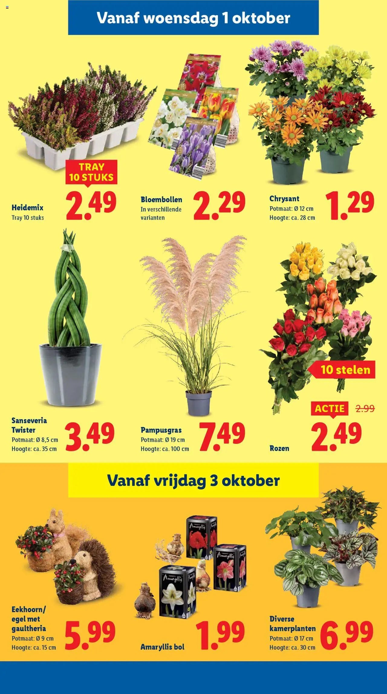 {H1} | Pagina: 23 | Producten: Kamerplanten, Bol