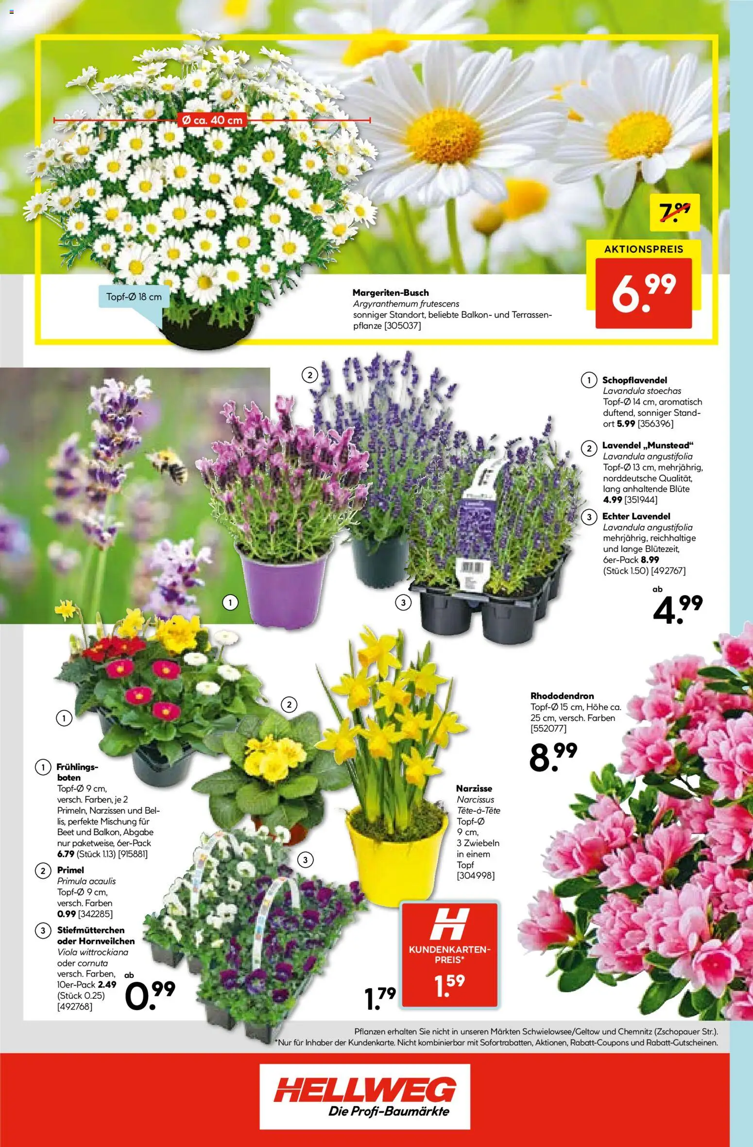 Hellweg Prospekt – gültig ab 09.03.2026 | Seite: 16 | Produkte: Stiefmutterchen, Zwiebeln, Lavendel