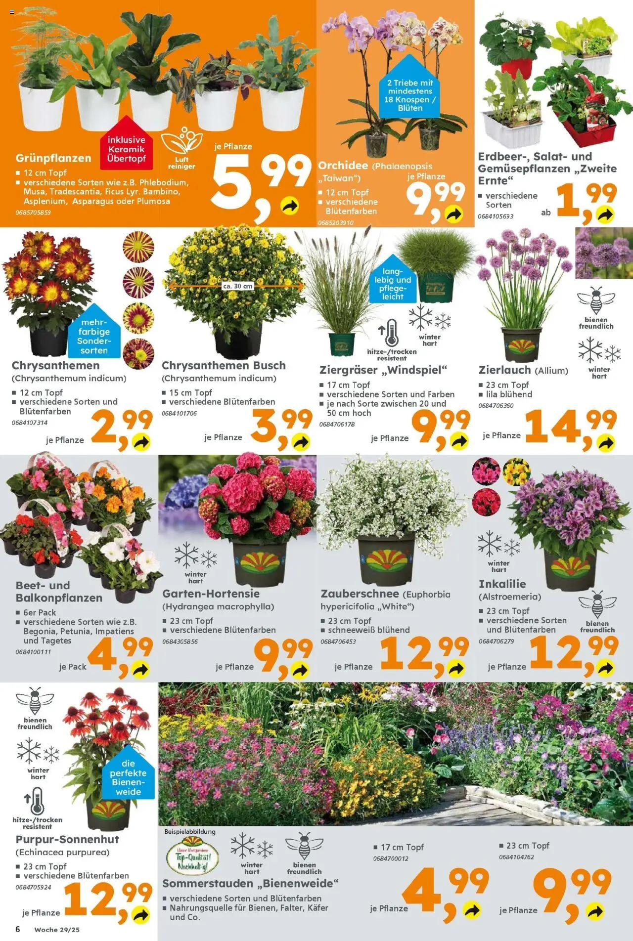 Globus Baumarkt prospekt Sankt Wendel	 – gültig ab 13.07.2025 | Seite: 6 | Produkte: Orchidee, Salat
