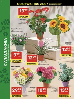 Delikatesy Centrum Gazetka od 24.07.2025 | Strona: 17 | Produkty: Goździk, Delikatesy, Doniczki