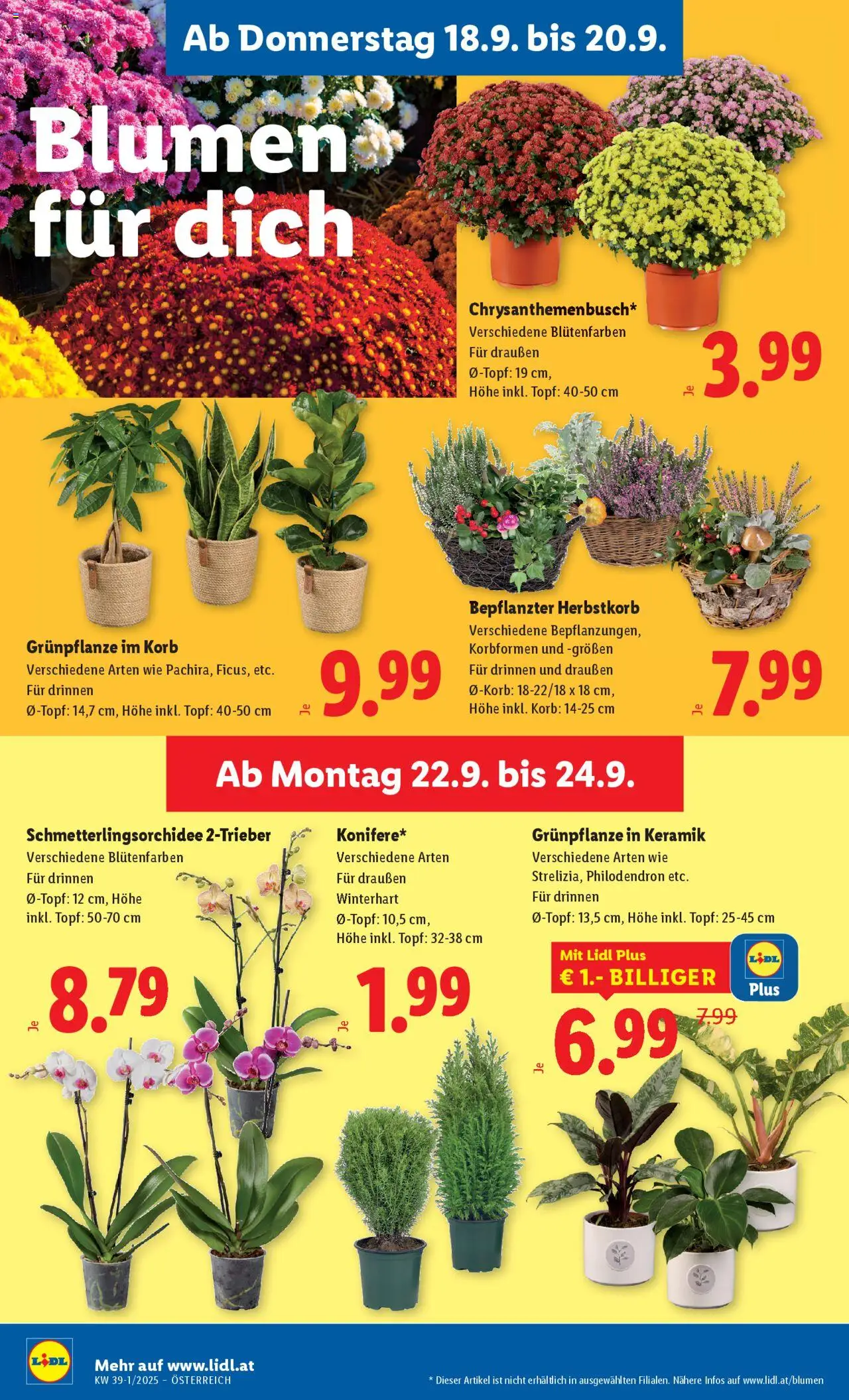 Lidl Flugblatt - Wien, Eisenstadt, Mattersburg gültig ab 18.09.2025 | Seite: 24 | Produkte: Korb