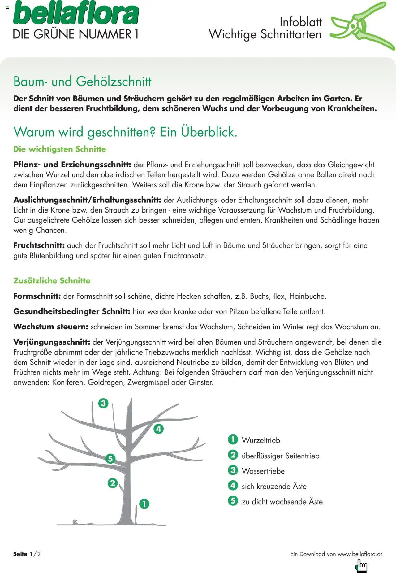 bellaflora - Wichtige Schnittarten gültig ab 13.02.2023 | Seite: 1
