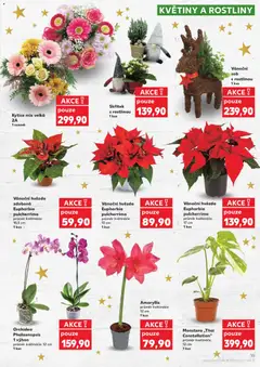 Náhled letáku Monstera „Thai Constellation", průměr květináče: 12 cm, 1 kus od 03.12.2025 | Strana: 15 | Produkty: Monstera, Rostliny, Kytice, Květiny