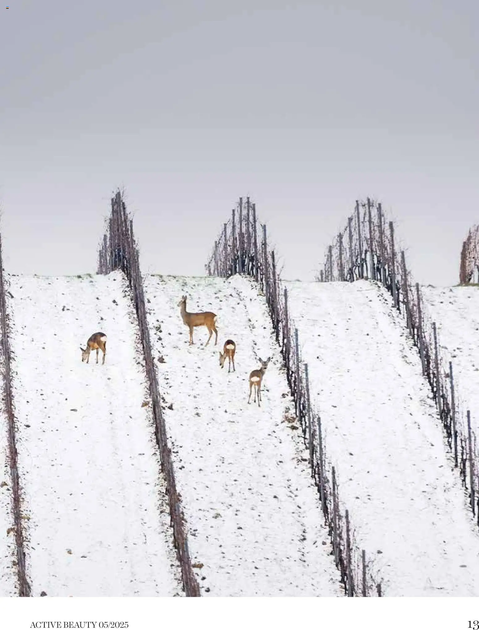 DM Drogerie katalog - važi od 08.12.2025 | Strana: 13