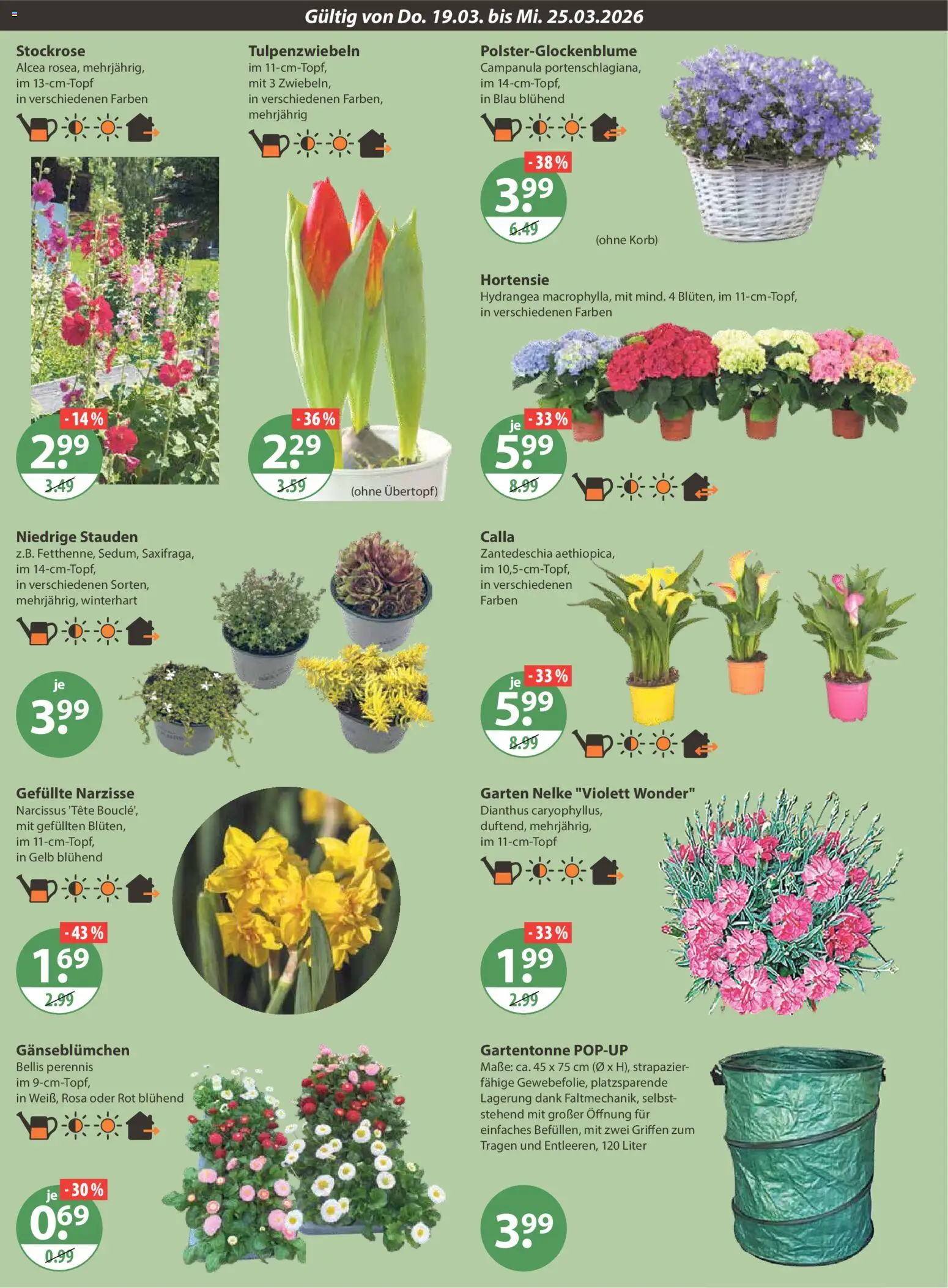 V-Markt München – gültig ab 19.03.2026 | Seite: 18 | Produkte: Hortensie, Korb