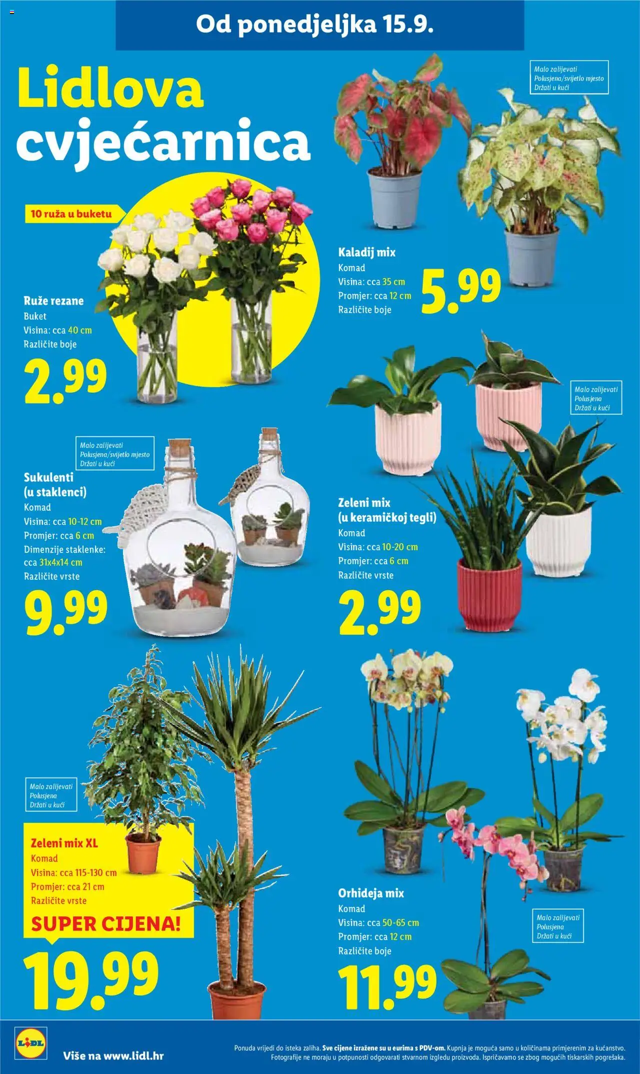 Lidl katalog | vrijedi od 15.09.2025 | Stranica: 60 | Proizvodi: Orhideja, Staklenke