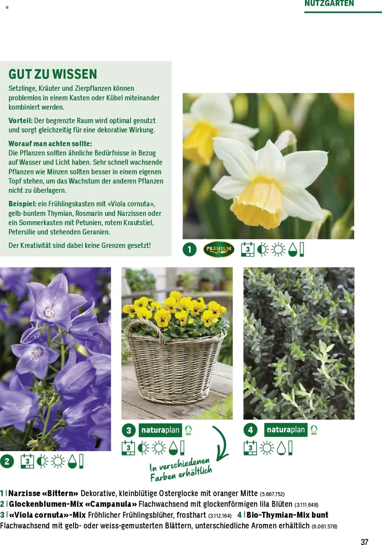 Jumbo Aktionen Dein Garten 2025 ab 21.02.2025 | Seite: 37 | Produkte: Petersilie, Wasser