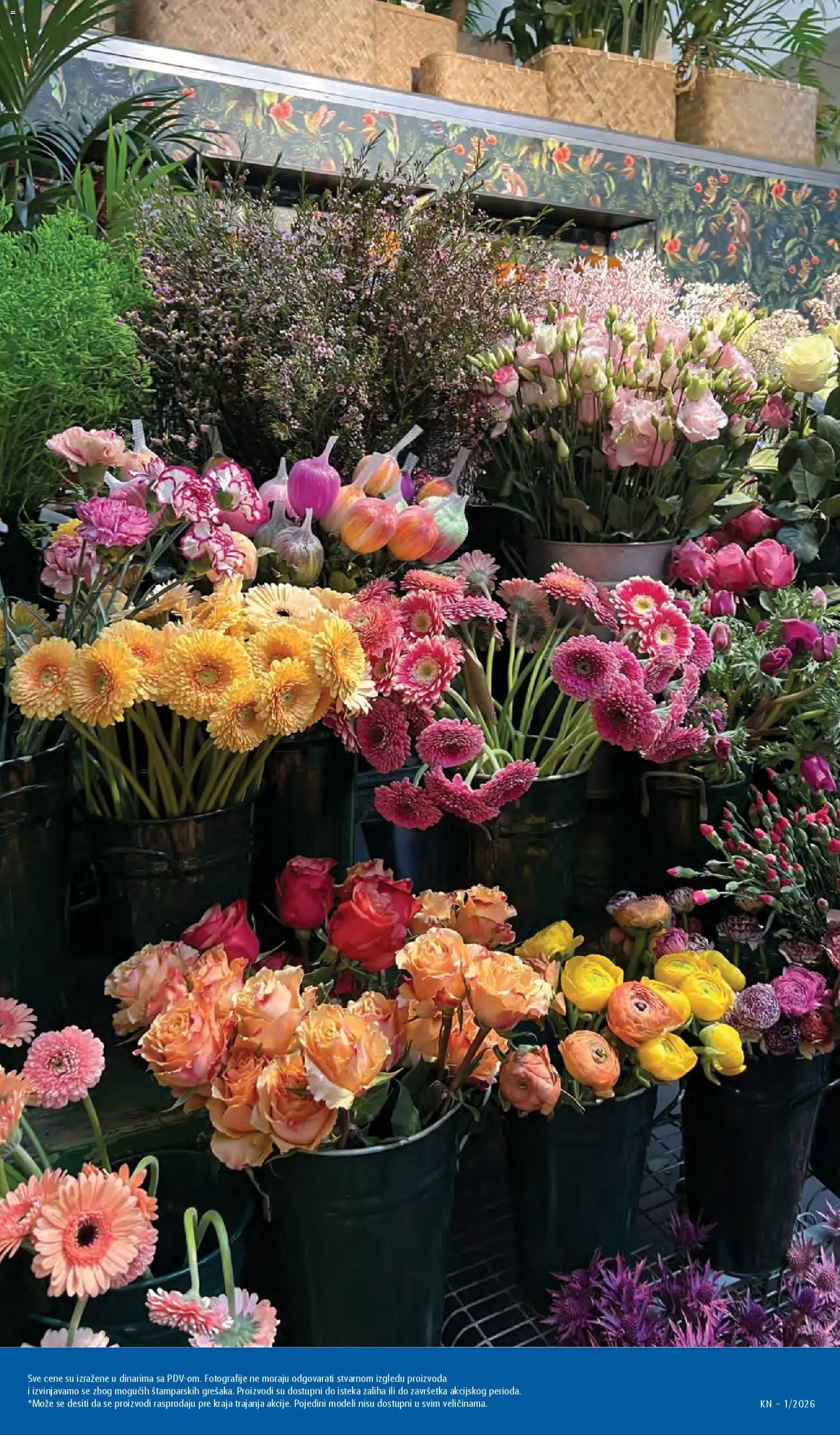 Lidl katalog - važi od 02.01.2026 | Strana: 57 | Proizvode: Cvece