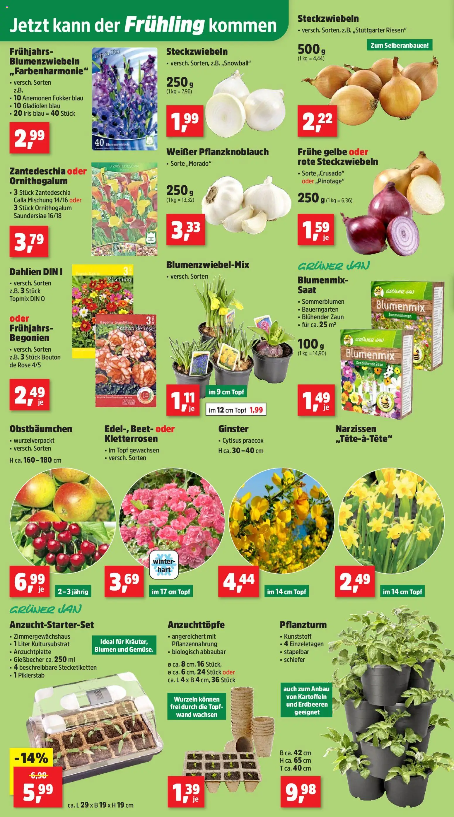 Thomas Philipps Prospekt – gültig ab 16.02.2026 | Seite: 2 | Produkte: Blumen, Kartoffeln, Erdbeeren