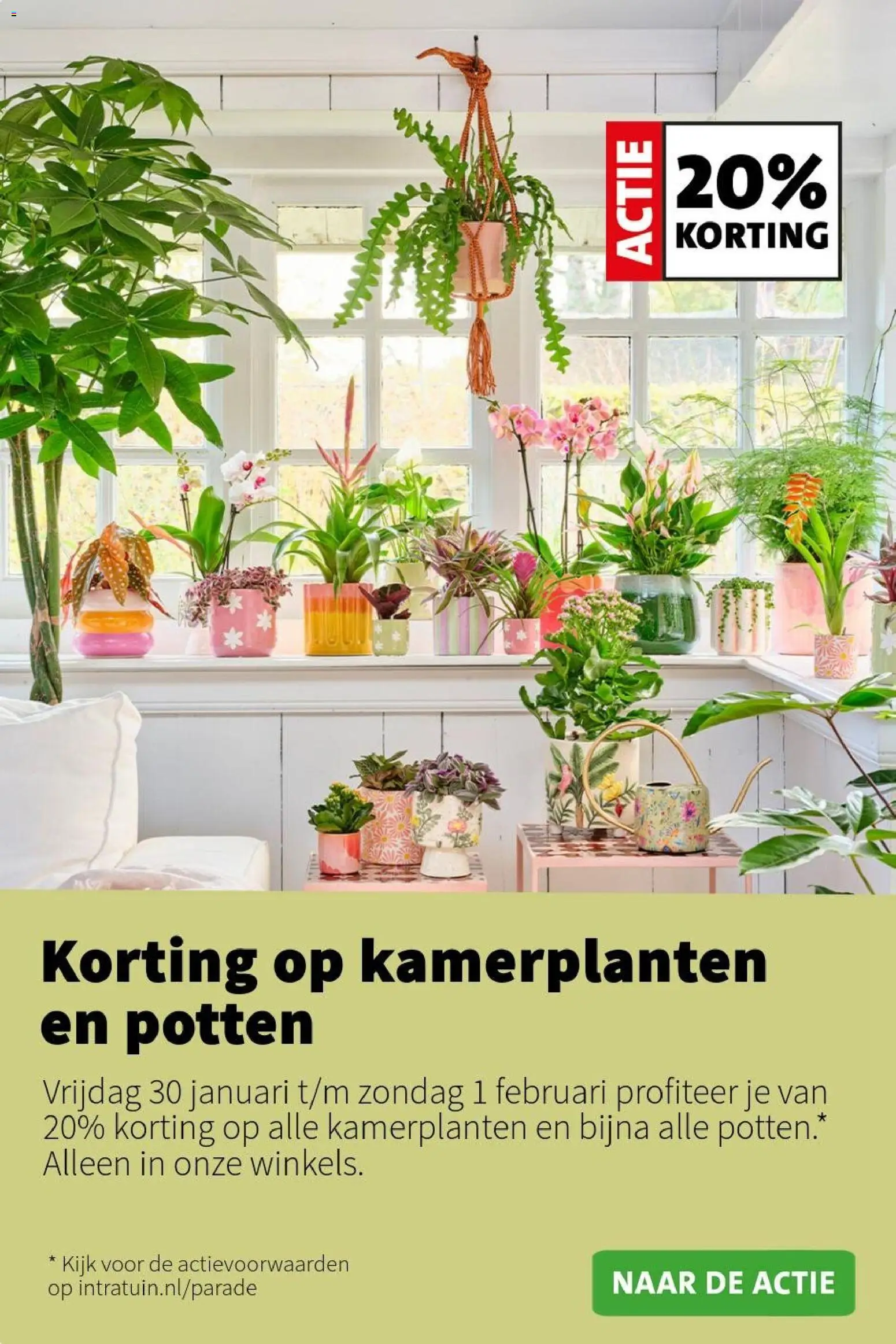 {H1} | Pagina: 4 | Producten: Kamerplanten