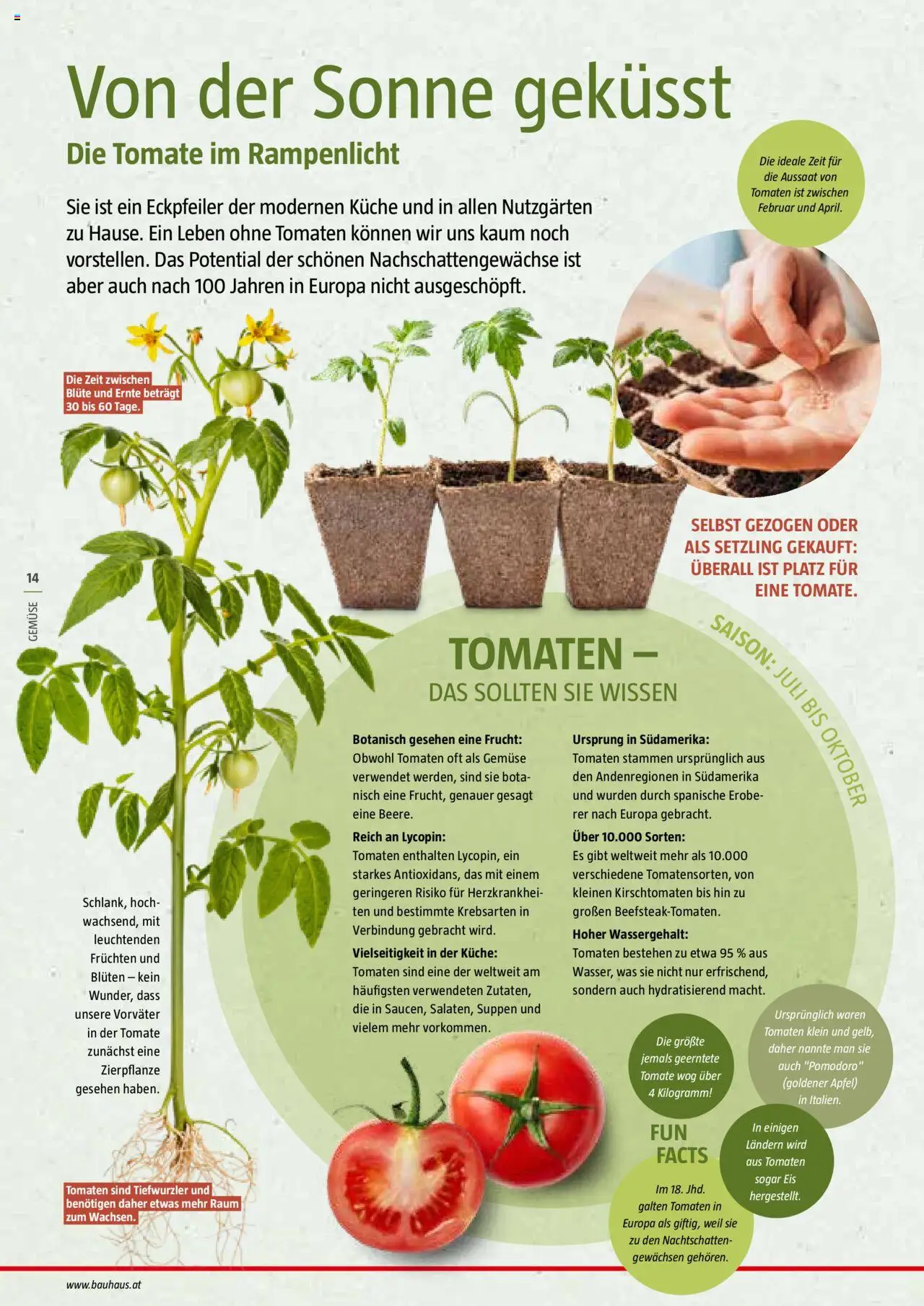 Bauhaus Reiche Ernte Magazin 2025 gültig ab 01.07.2025 | Seite: 14 | Produkte: Eis, Gemüse, Äpfel, Tomaten