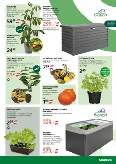 bellaflora Flugblatt gültig ab 04.09.2025 | Seite: 3 | Produkte: Mango, Petersilie, Creme