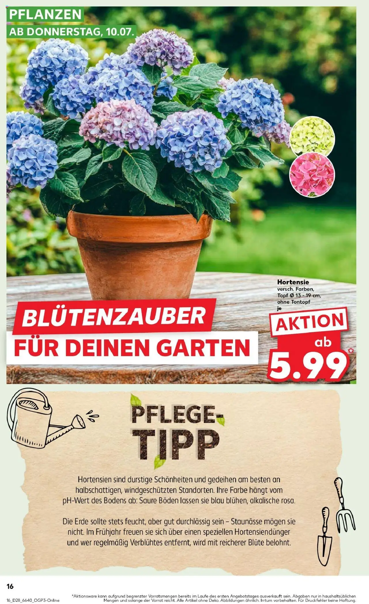 Kaufland prospekt Dossenheim	 - gültig ab dem 13.07.2025 | Seite: 31 | Produkte: Hortensie