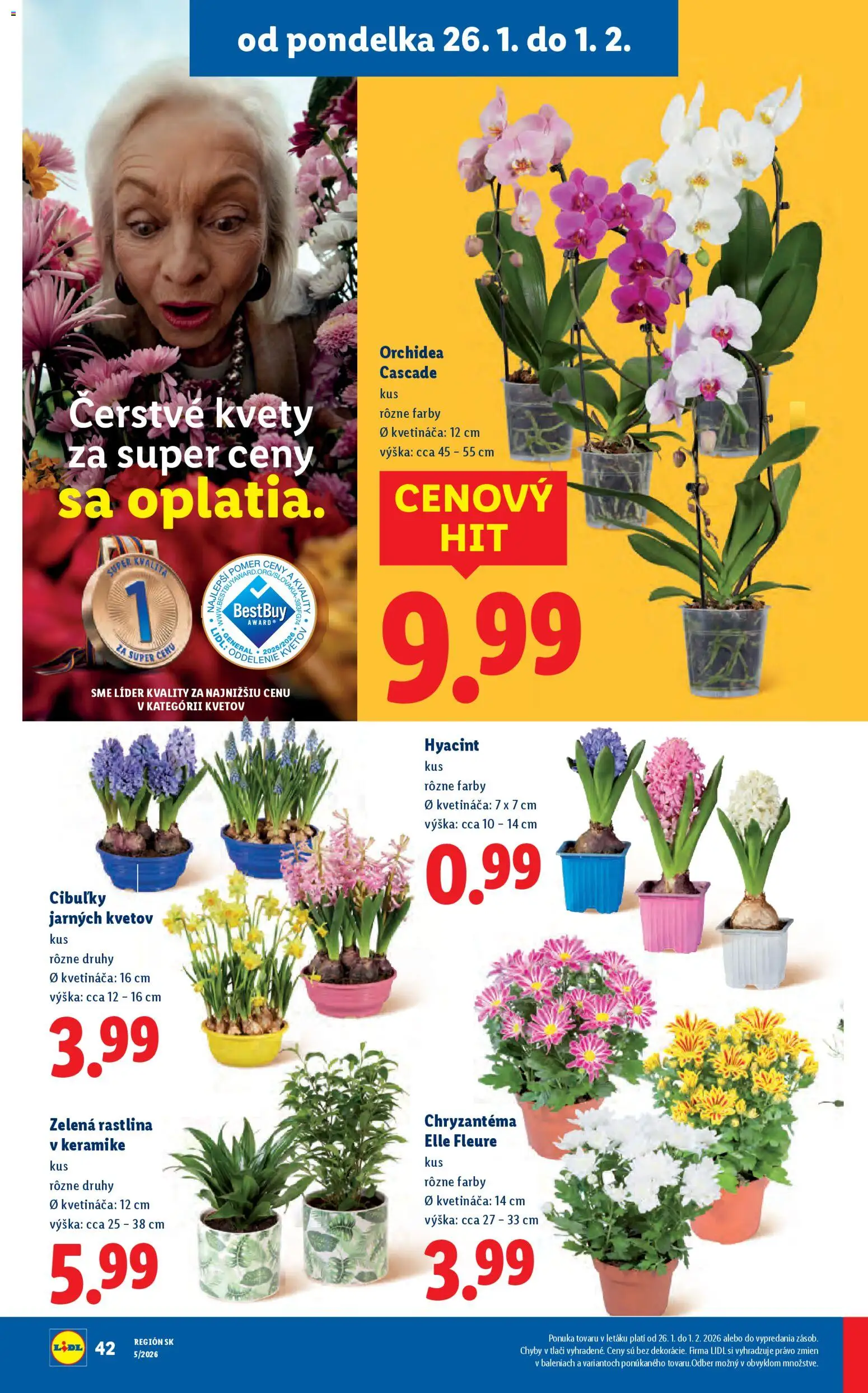 Nové Lidl akcie – leták je platný od 26.01.2026 | Strana: 43 | Produkty: Kvety, Orchidea