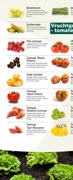 Aveve Groente- en kruidengids - Voorbeeld van een folder van Aveve, geldig van 23.02.2026 | Pagina: 56 | Producten: Sós kalács, Maïs, Tomaat, Pot