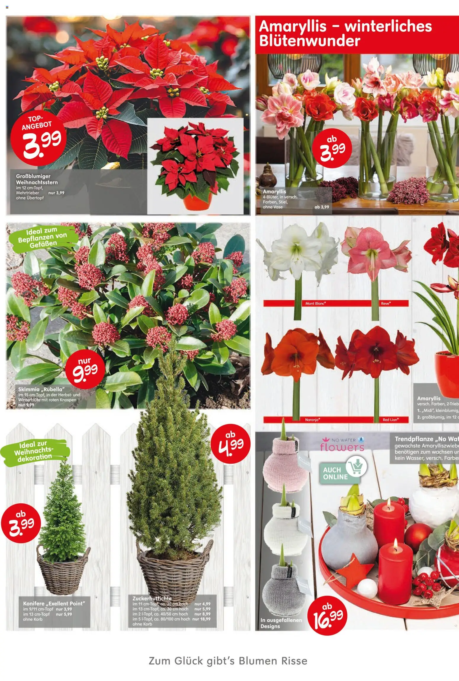 Blumen Risse Prospekt Blumenmärkte – gültig ab 13.11.2025 | Seite: 4 | Produkte: Top, Korb, Blumen, Vase