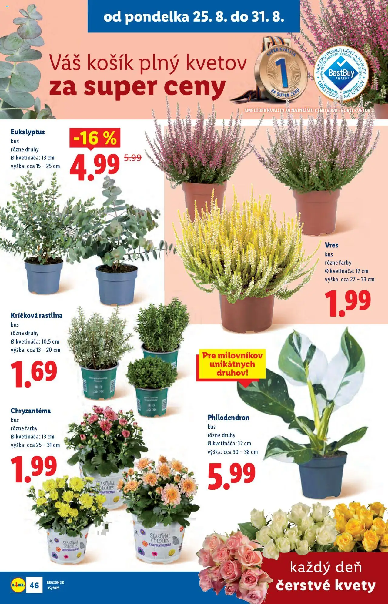Lidl leták │ platný od 25.08.2025 | Strana: 60 | Produkty: Kvety