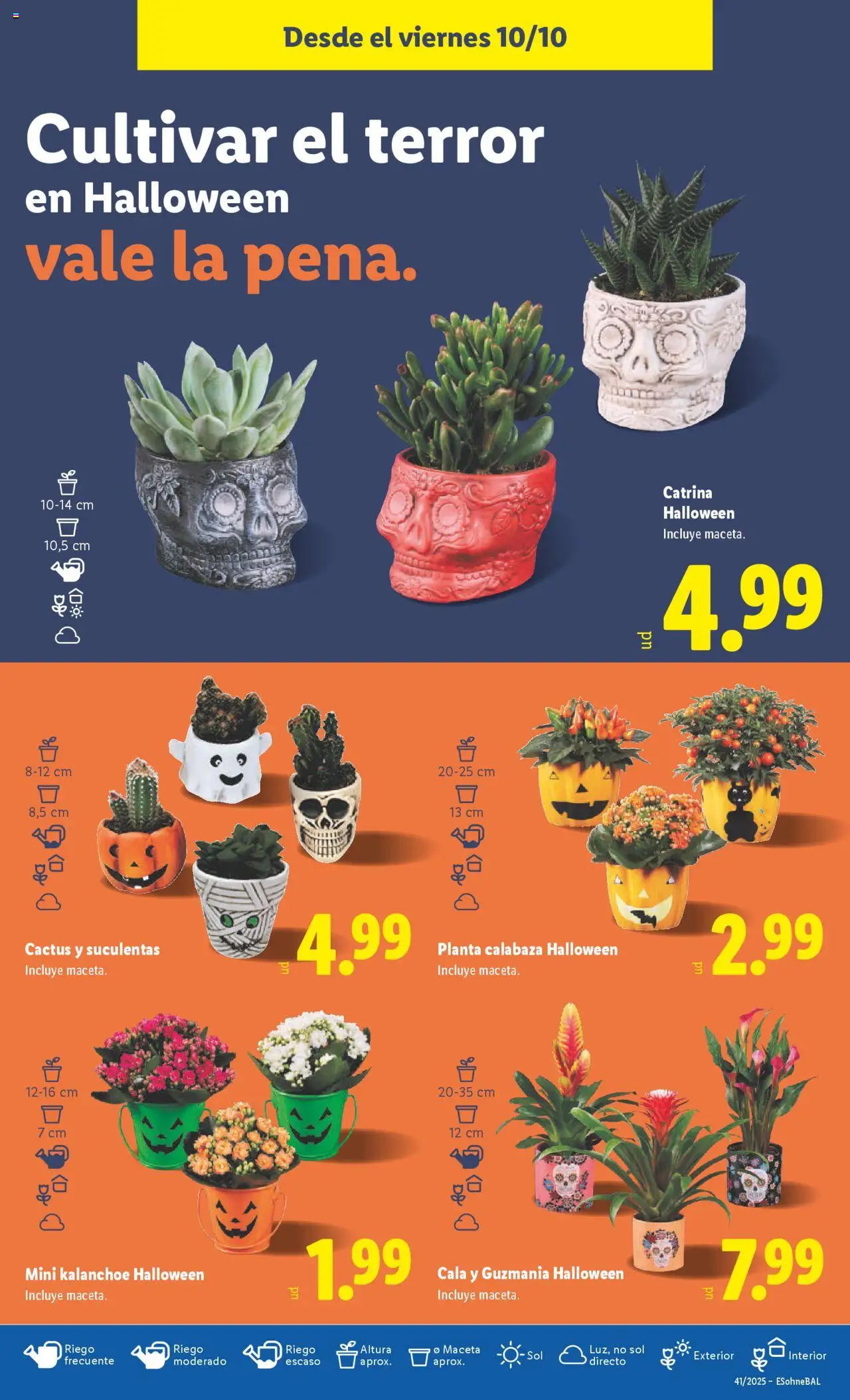 Lidl catálogo VAL │ válido desde el 06.10.2025 | Página: 35 | Productos: Πράσινο τσάι, Maceta
