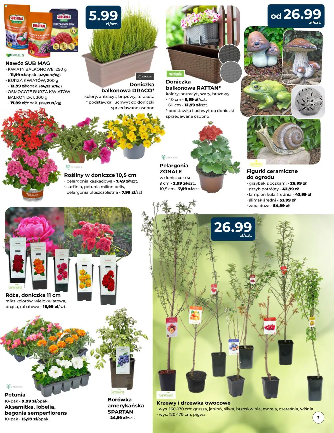 Mrówka Gazetka - Elbląg od 24.04.2025 | Strona: 7 | Produkty: Pigwa, Borówka amerykańska, Figurki, Doniczki